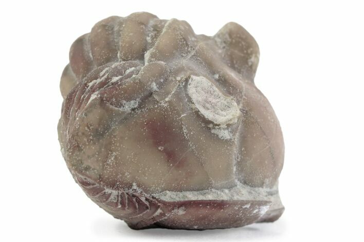 Bargain, Enrolled Asaphus Trilobite - Russia #363256